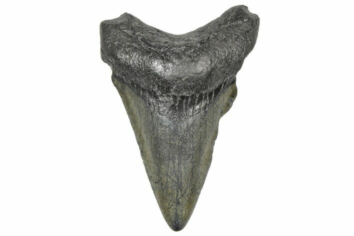 Juvenile Megalodon Tooth - South Carolina #360945